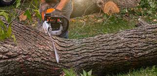 Best Fruit Tree Pruning  in Wilson, AR